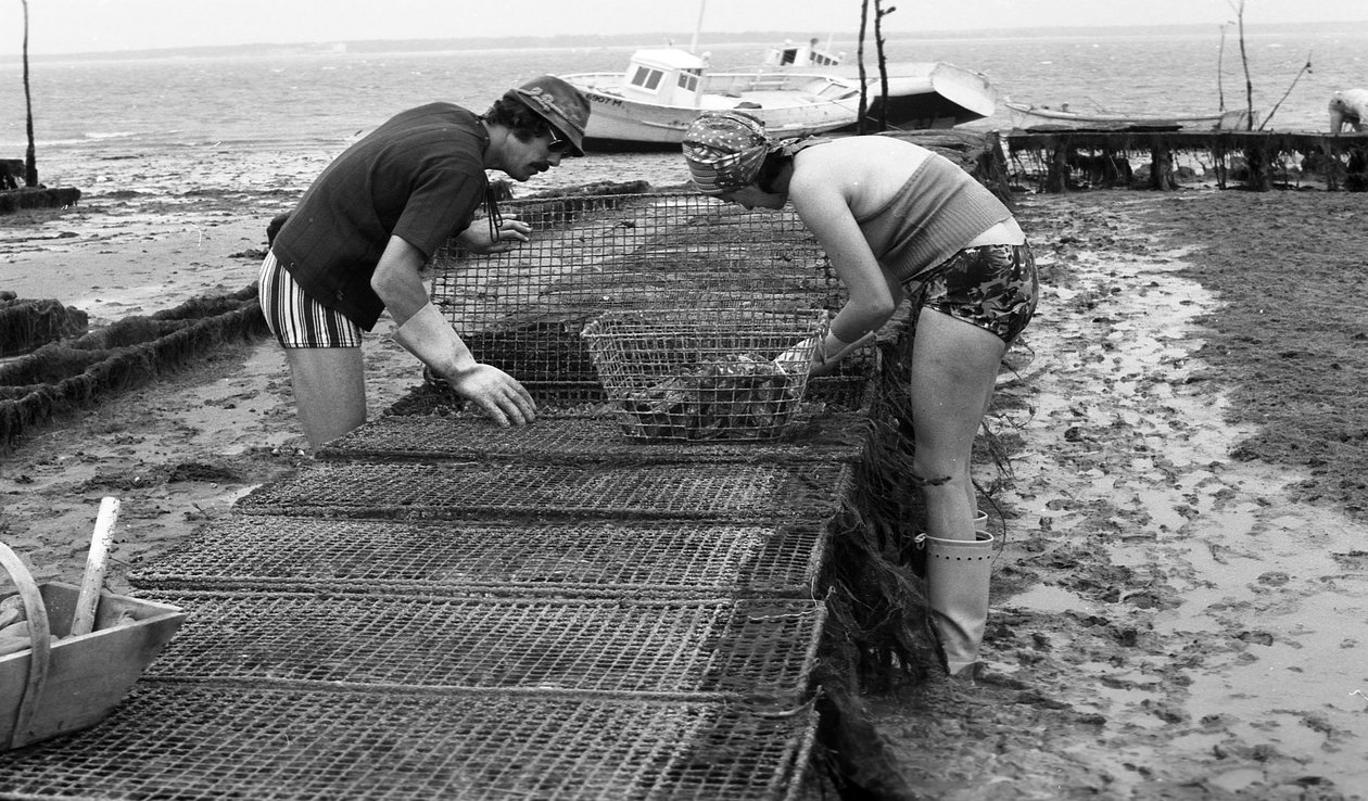 6080 C18 Ostregrower i Vendee Oyster august 1974 af Unbekannt