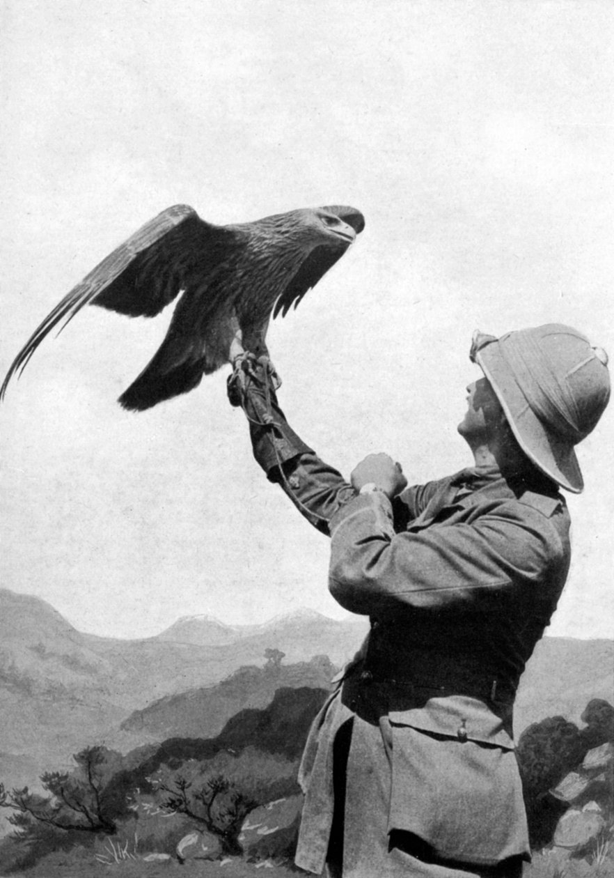 En britisk officer med en tammet kongeørn, Salonika, Grækenland, Første Verdenskrig, 1914-1918, c1920 af Unbekannt