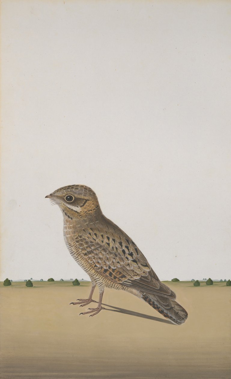 En almindelig indisk natskælv Caprimulgus asiaticus, ca. 1780 af Unbekannt