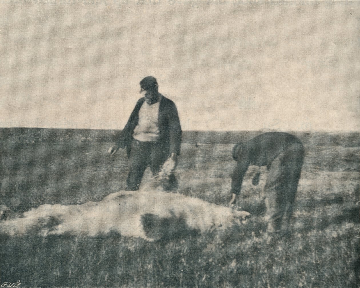 En død bjørn på rensdyrøen 21. august 1893, 1893 1897 af Unbekannt