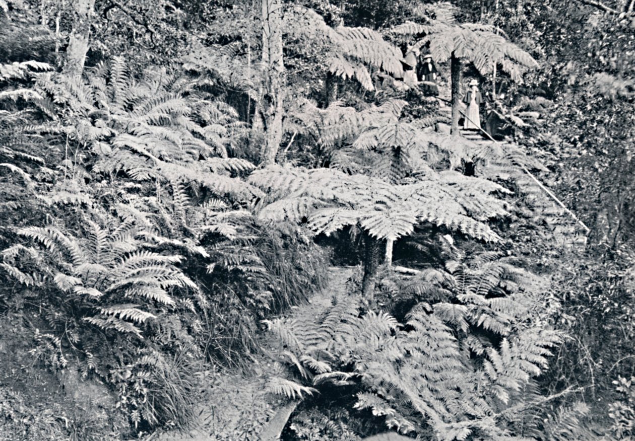 En skov af træbregner, Leura, Blue Mountains, c1900. af Unbekannt