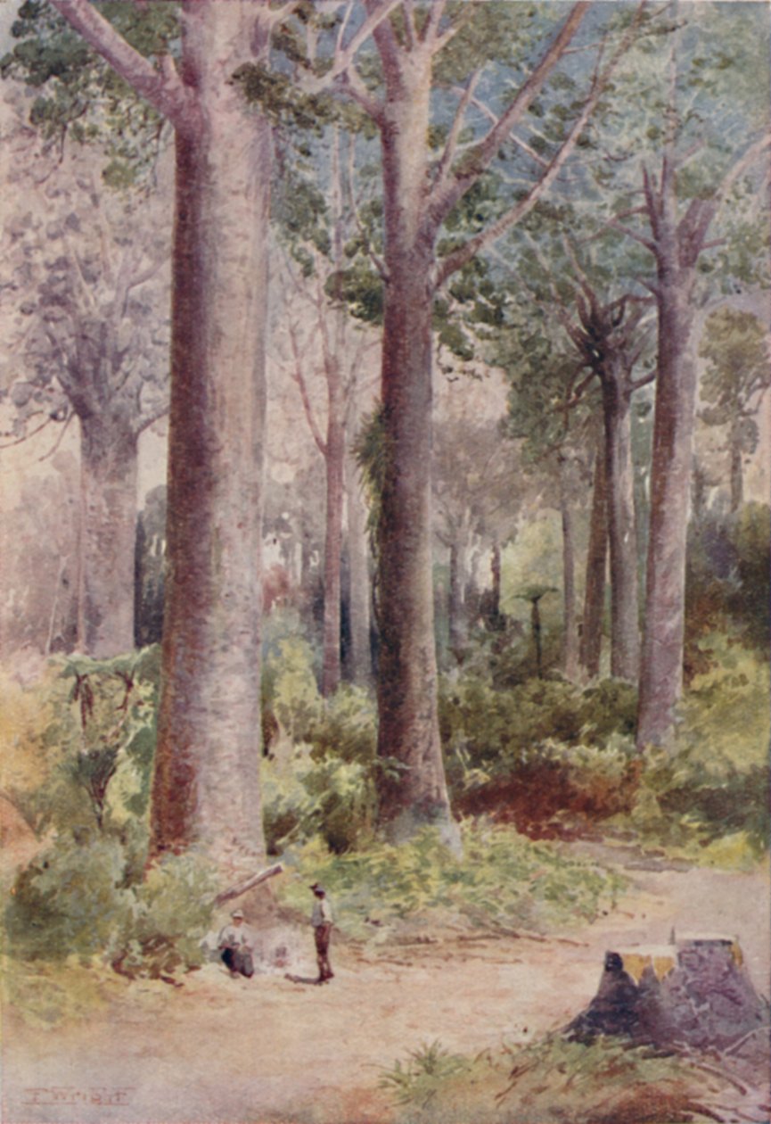 A Kauri Forest, 1923. af Unbekannt