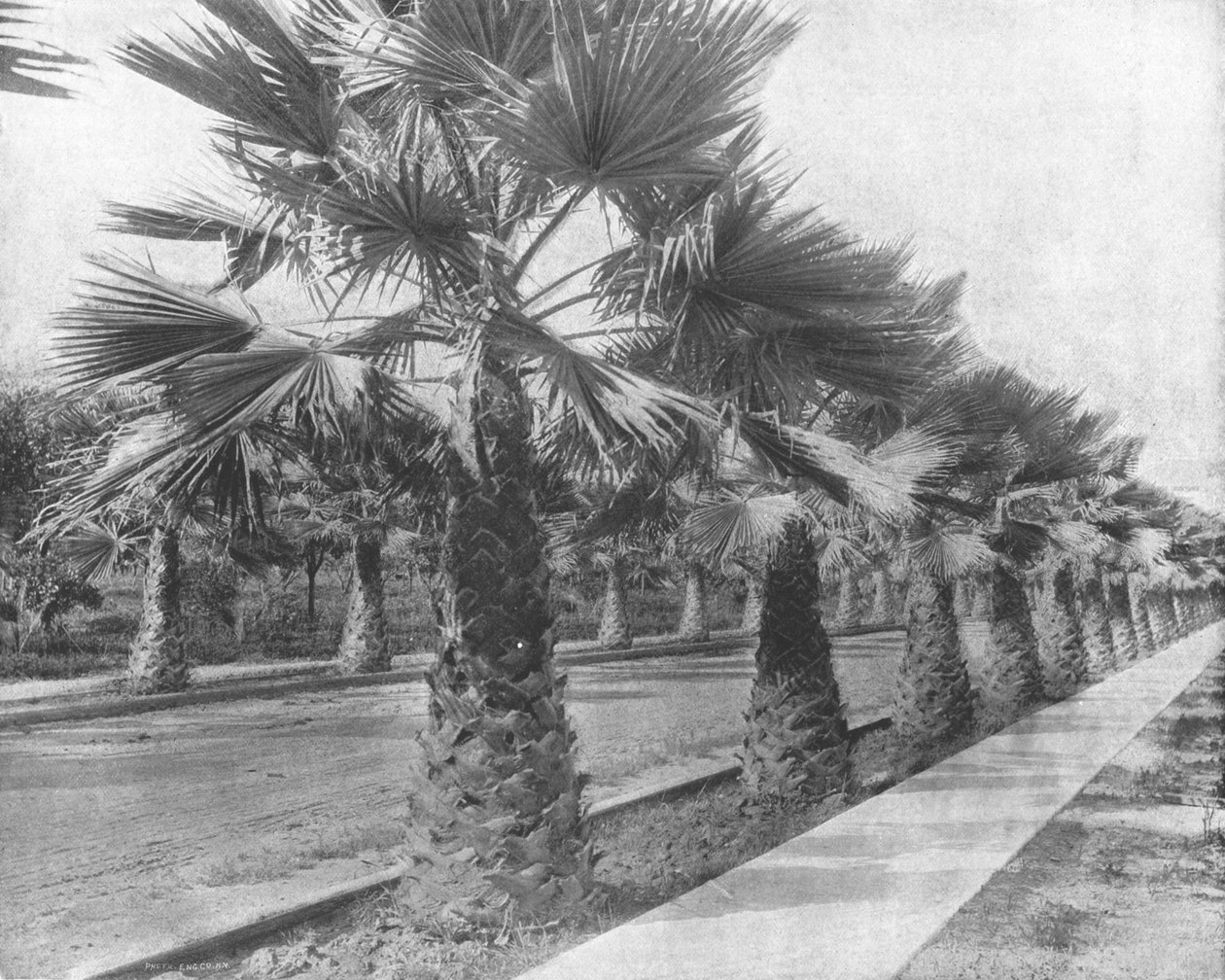 A Palm Avenue i Los Angeles, Californien, USA, c1900. af Unbekannt