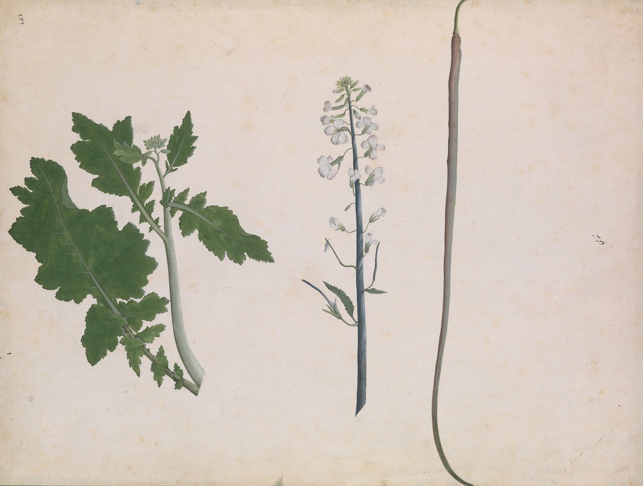 En radiseplante, frø og blomst, slutningen af det 18. århundrede. af Unbekannt