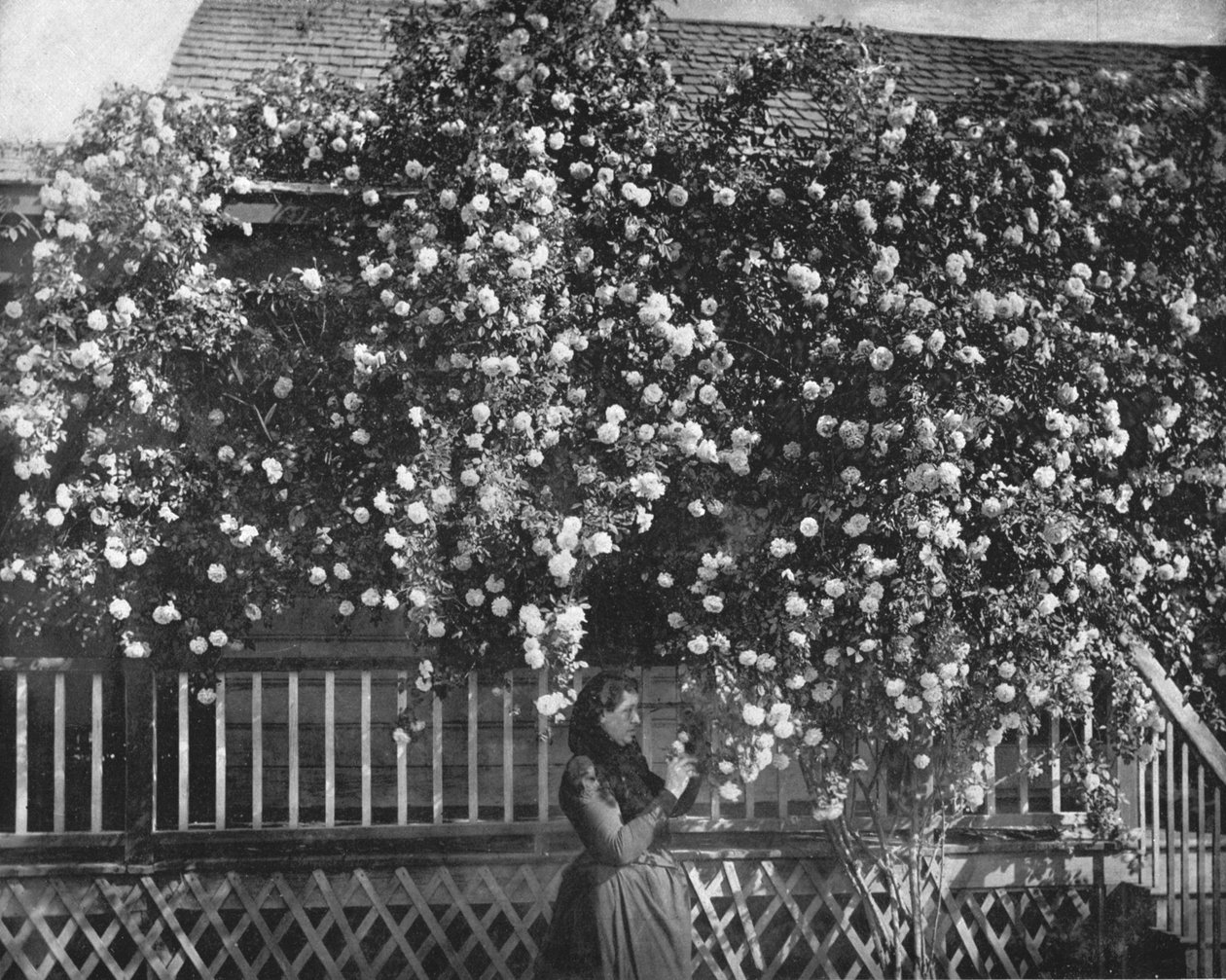 A Rose-Decked Home, det sydlige Californien, USA, c1900. af Unbekannt