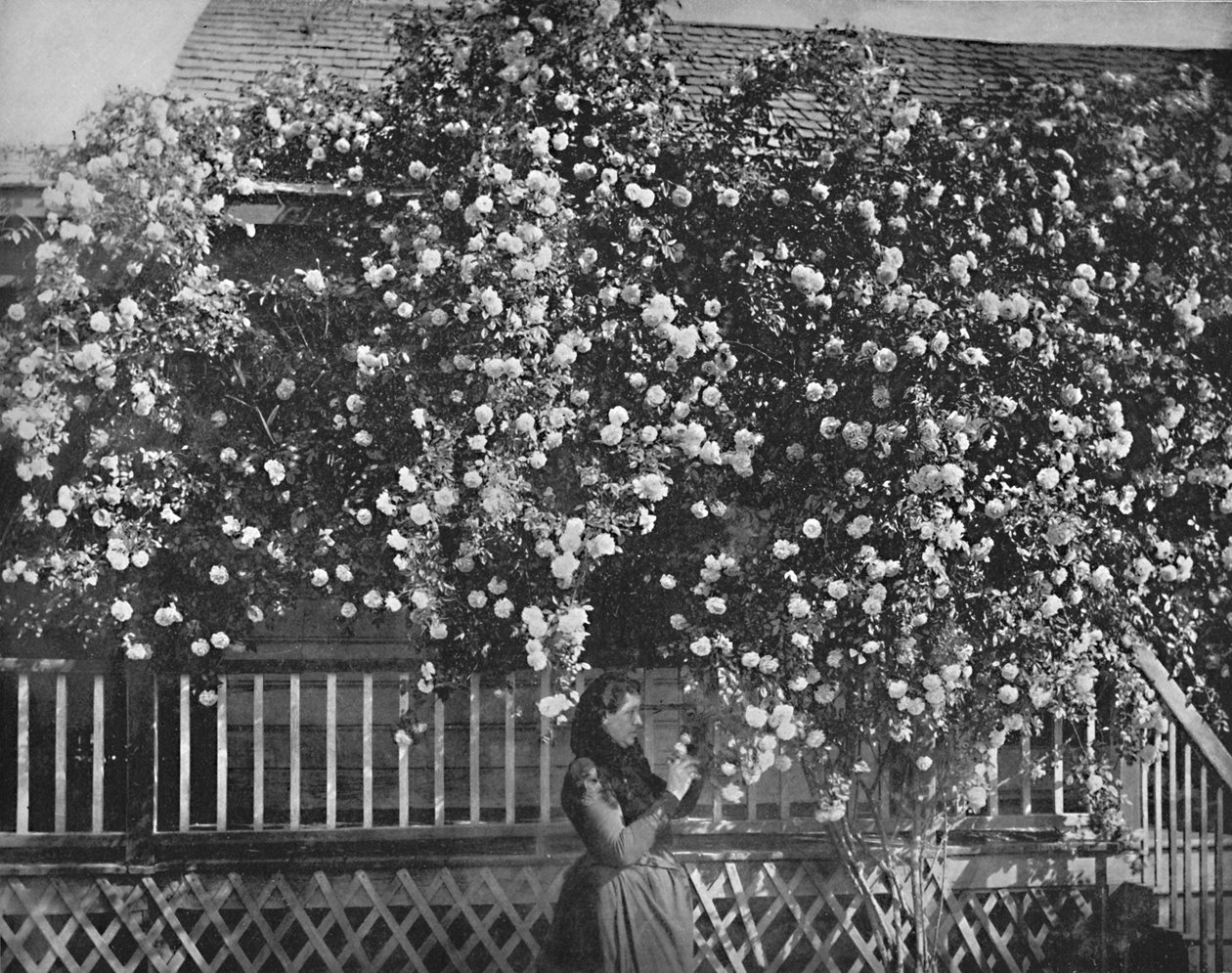 A Rose-Decked Home, det sydlige Californien, c1897. af Unbekannt