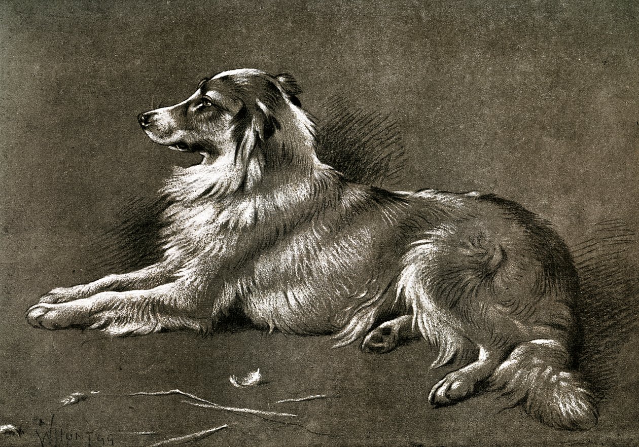 En fårehund, 1901 af Unbekannt