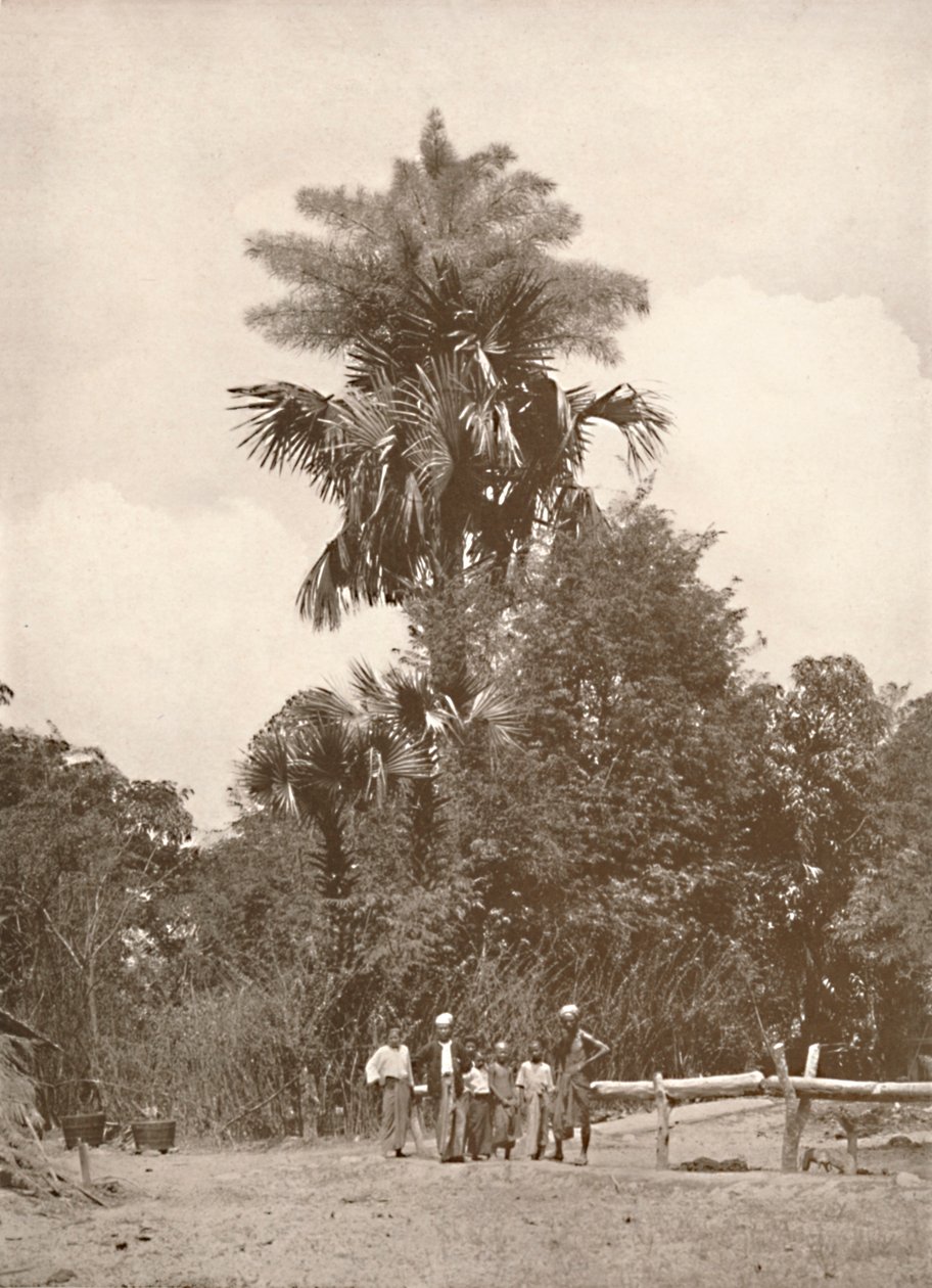 En talipot palme i blomst, 1900. af Unbekannt