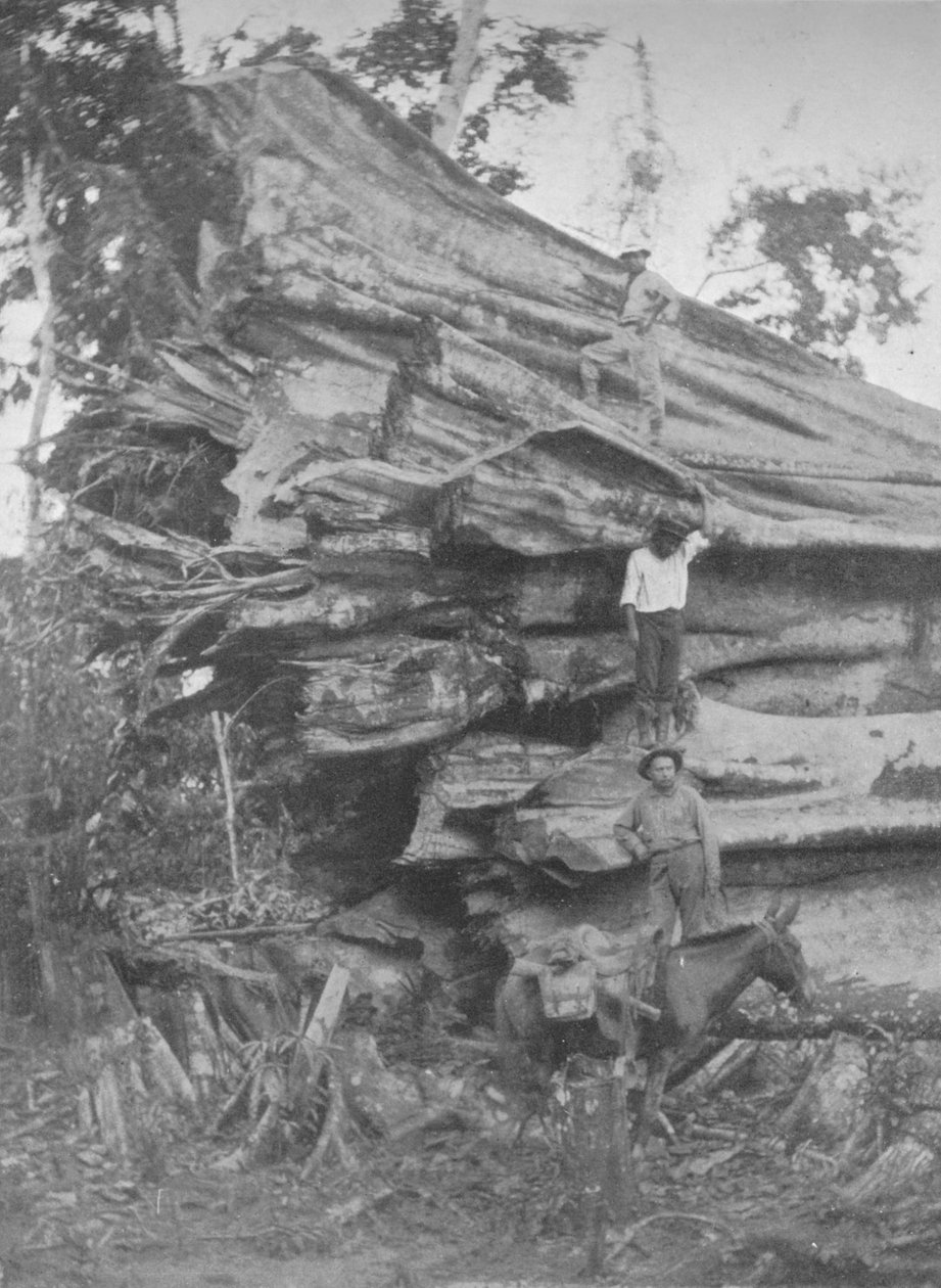 En stor smule brasiliansk tømmer, 1914 af Unbekannt