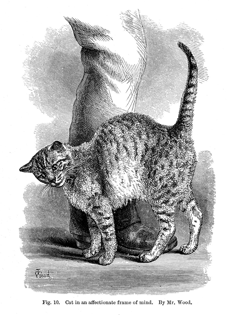 En kat i kærlig sindsstemning, fra The Expression and Emotions in Man and Animals, 1872 af Unbekannt