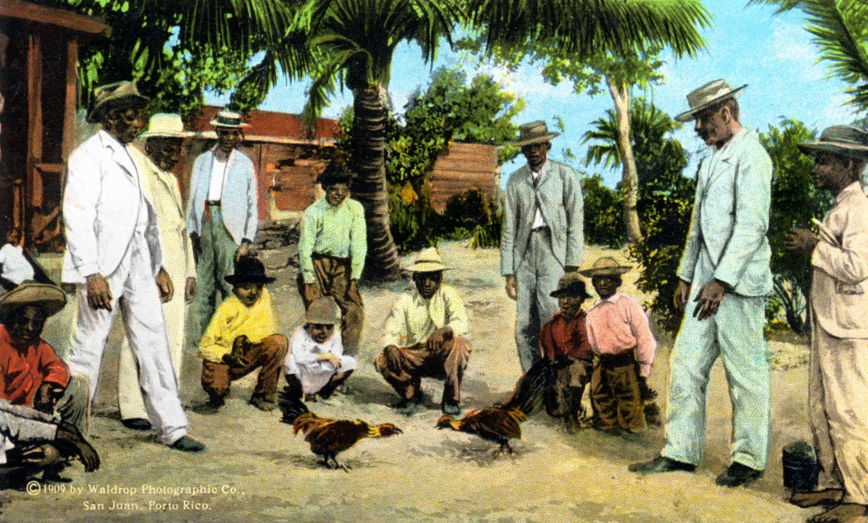 En hanekamp, Puerto Rico, 1909 af Unbekannt