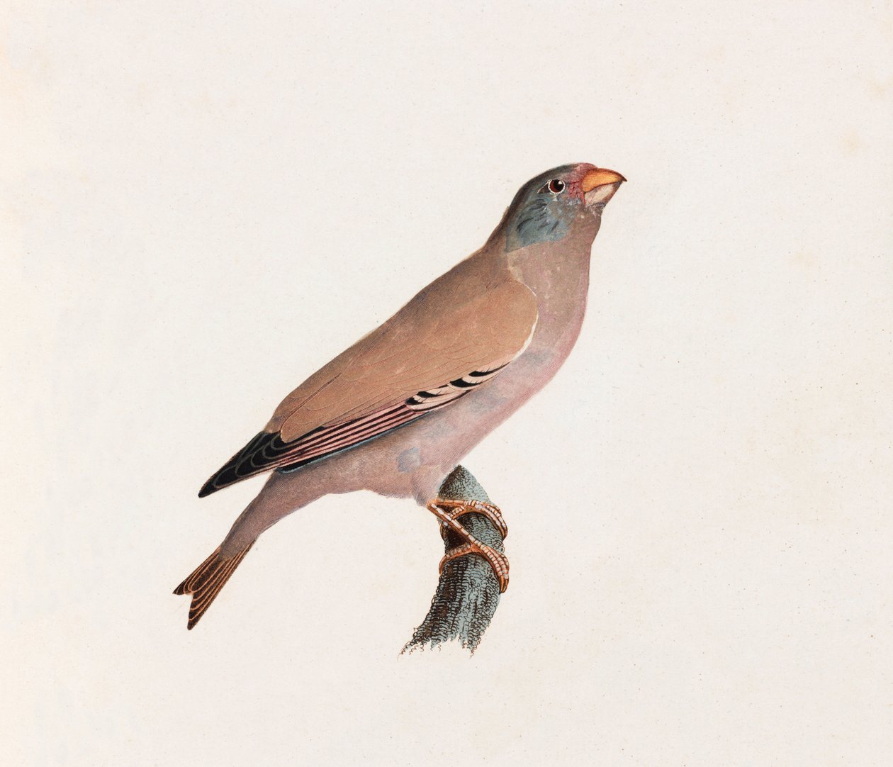 En farveillustration af en fugl af Unbekannt