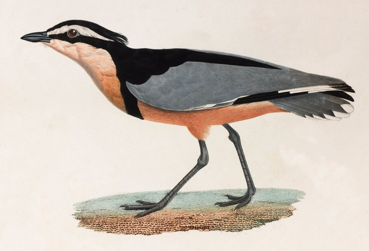 En farveillustration af en fugl af Unbekannt