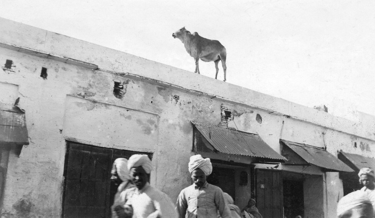 En ko på taget af en bygning, Nowshera, Indien, 1916-1917 af Unbekannt