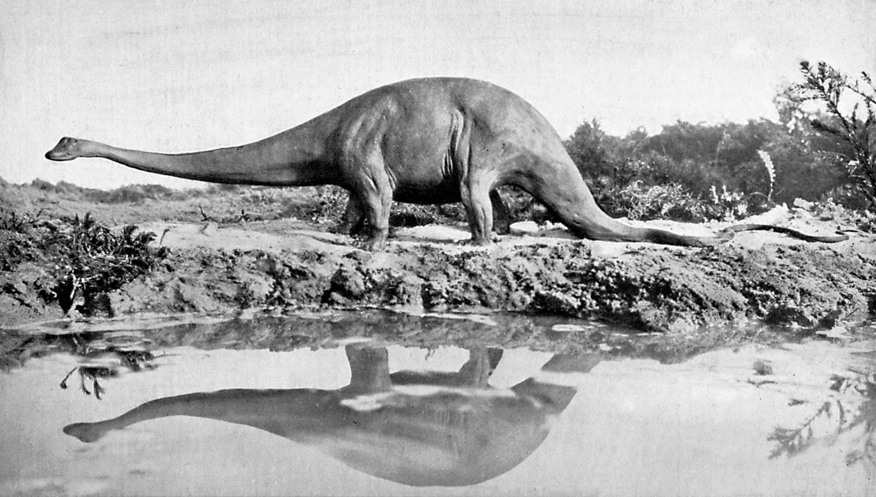 En diplodocus, det 20. århundrede af Unbekannt