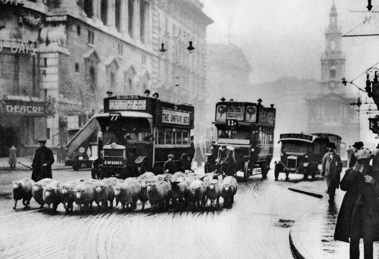 En flok får på Stranden, London, 1926-1927 af Unbekannt
