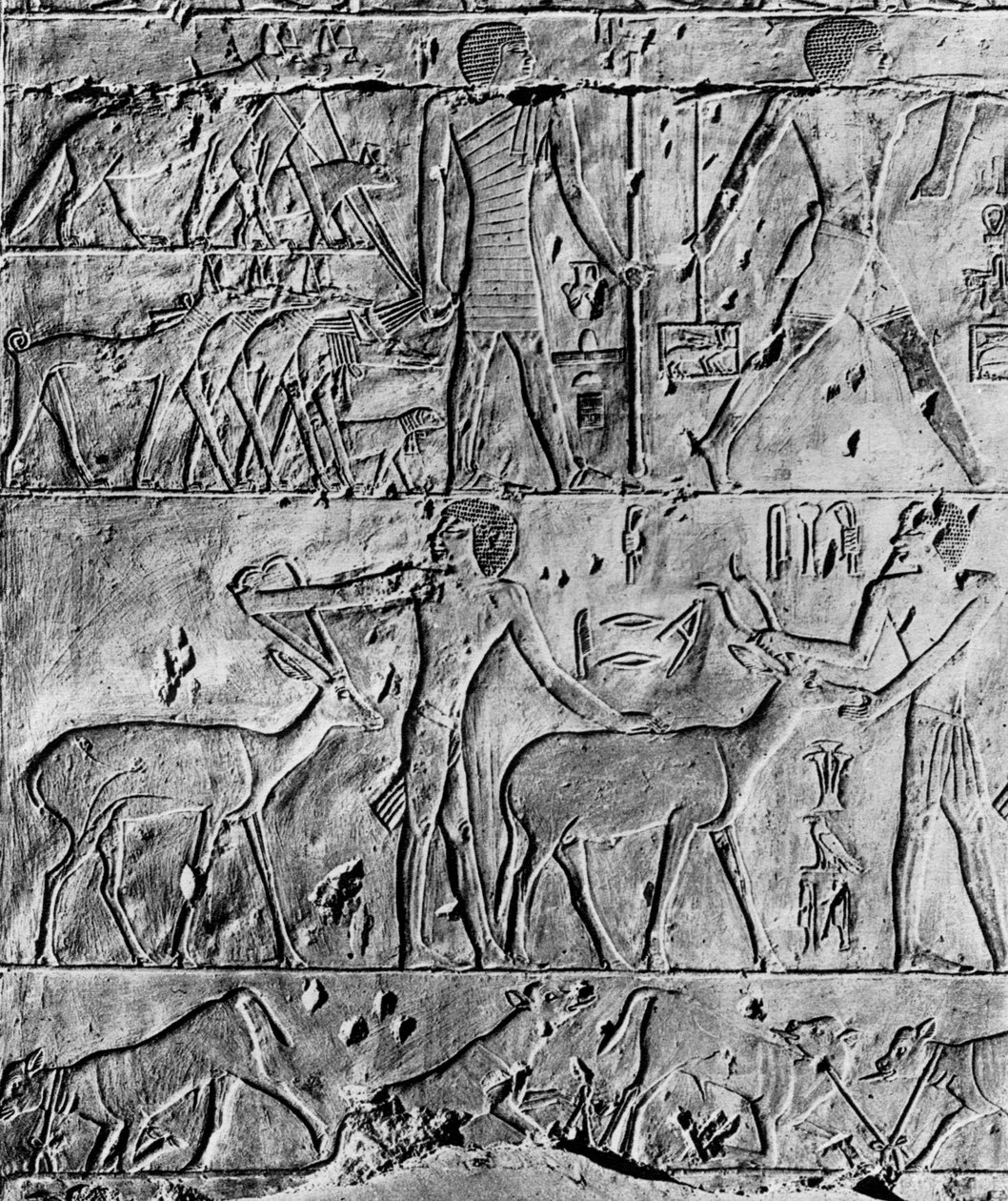 En jagtscene fra Ptahhoteps grav, nær Saqqara, Egypten, c2650 f.Kr. 1936 af Unbekannt