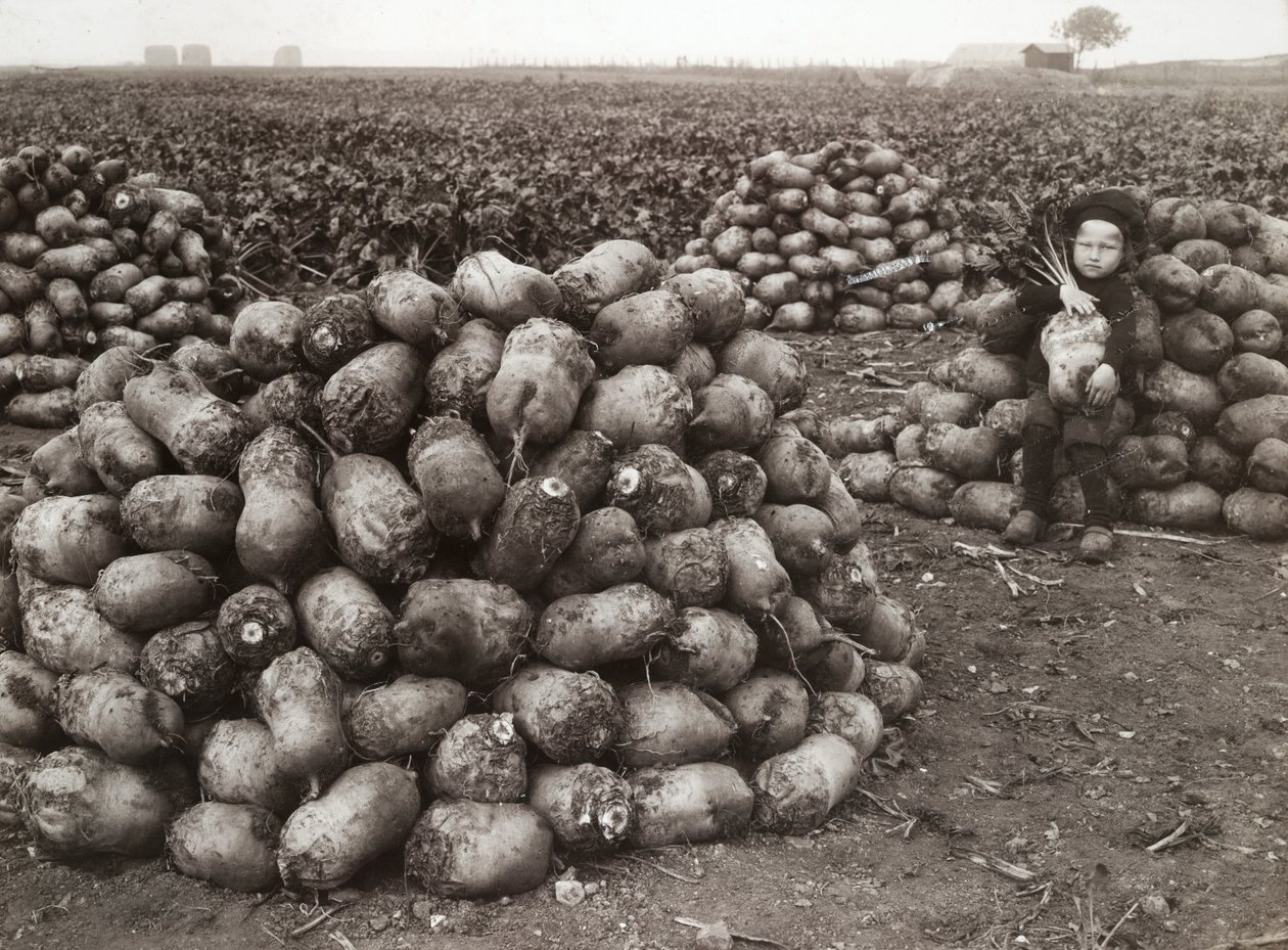 En lille pige med bunker af høstede majroer, nær Landskrona, Sverige, 1910 af Unbekannt