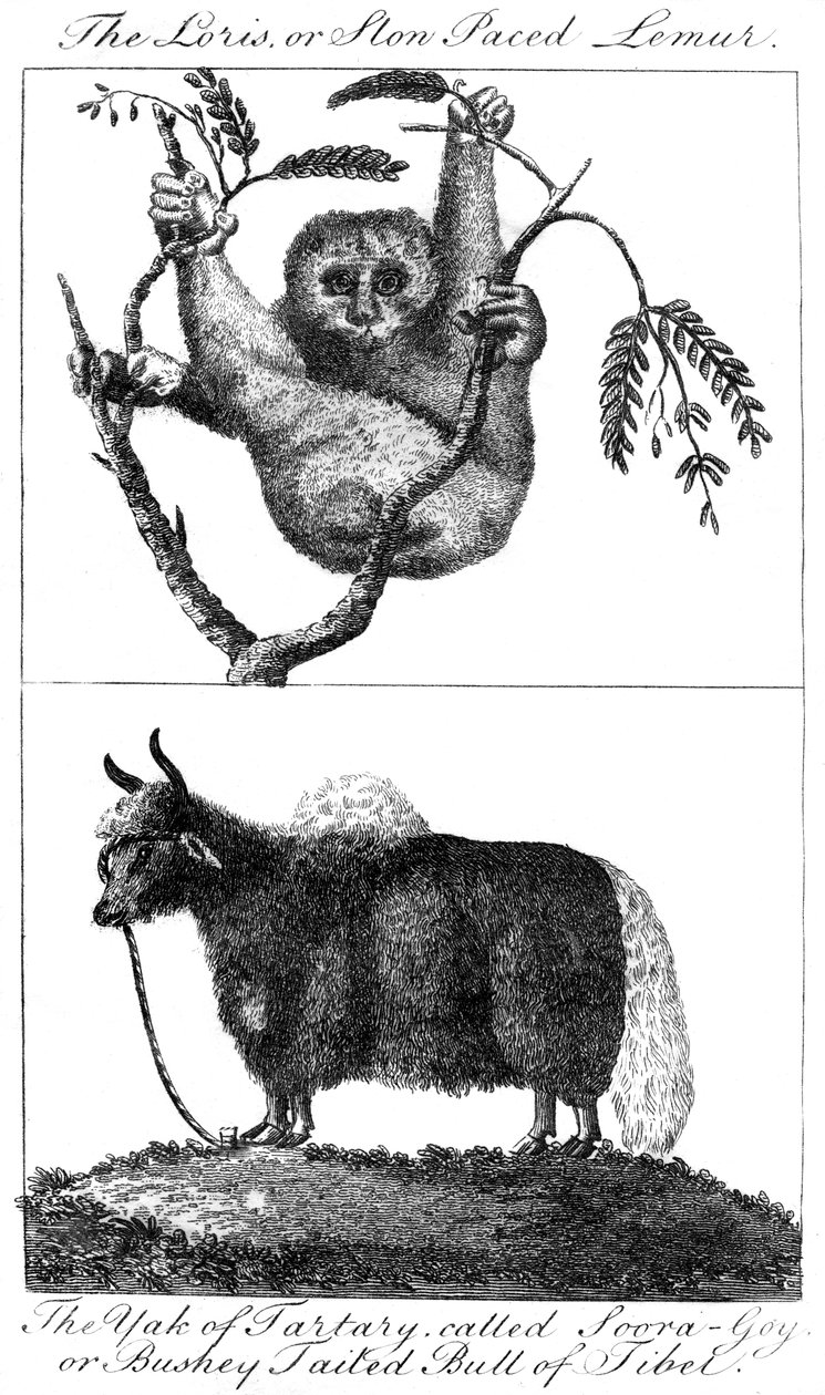 En loris og en yak, 1799 af Unbekannt