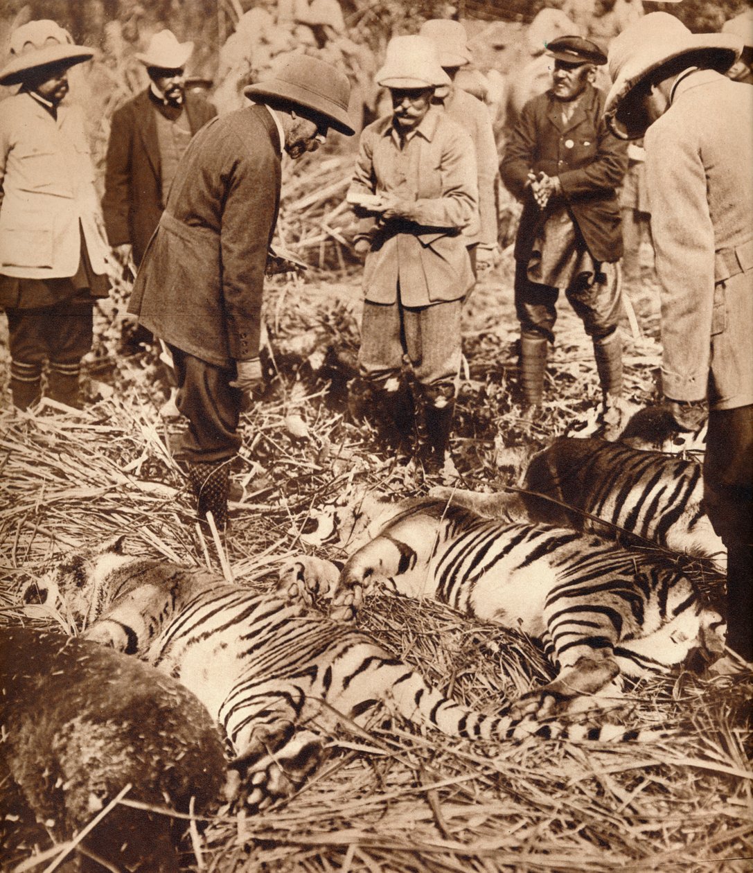 En kongelig pose tigre, 1911 1935. af Unbekannt