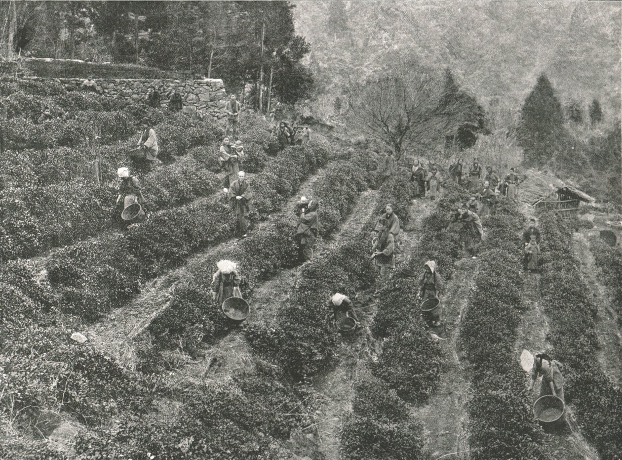 En teplantage uden for byen, Kobe, Japan, 1895. af Unbekannt