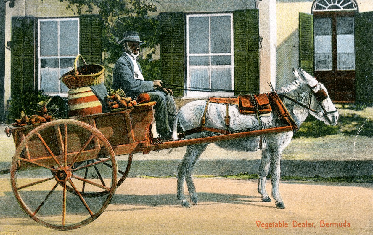 En grøntsagshandler, Bermuda, omkring 1900-tallet af Unbekannt