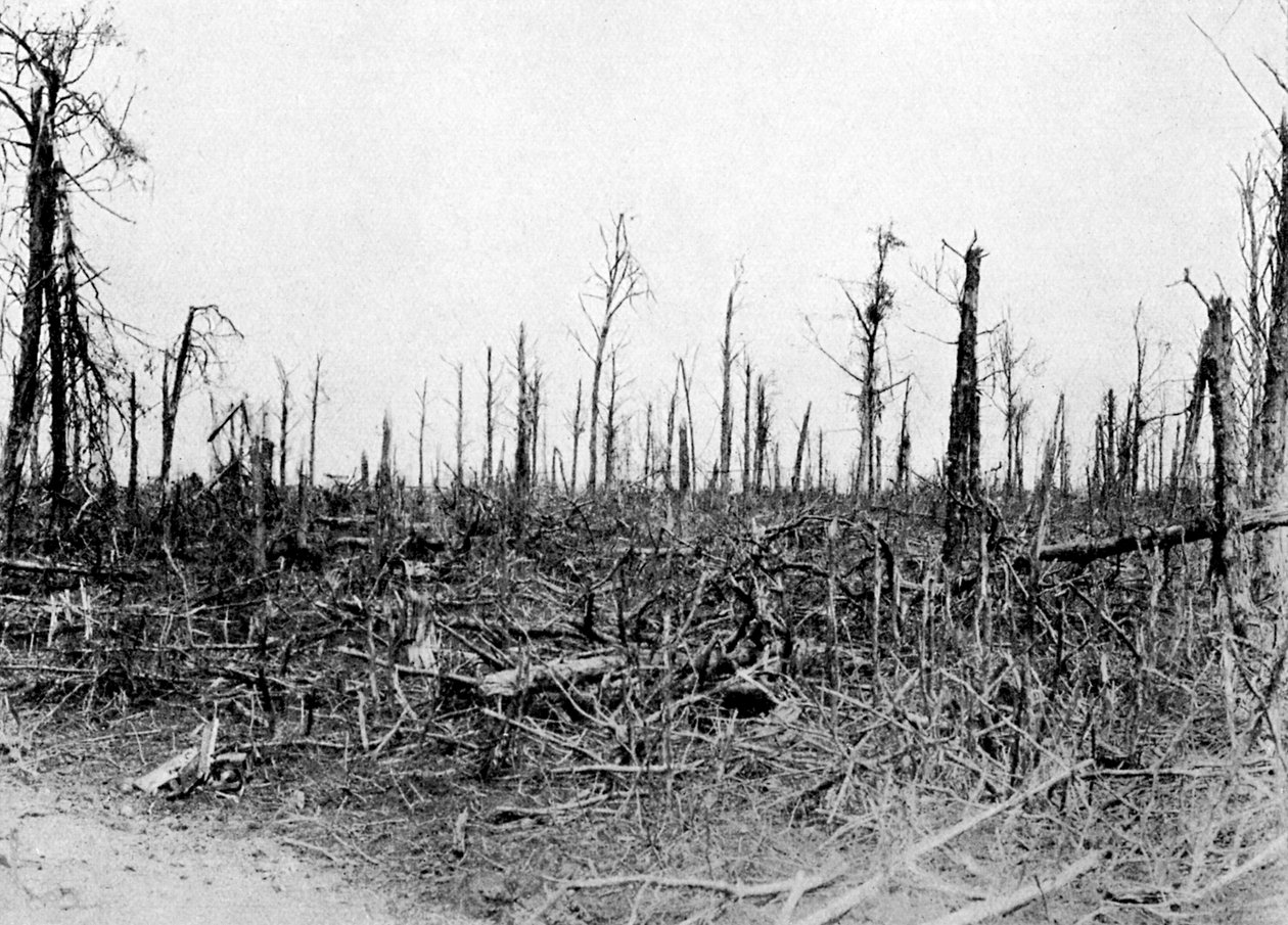 En skov i Somme-området, Frankrig, 1916, c1920 af Unbekannt