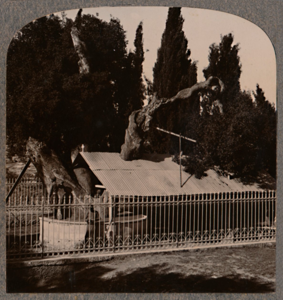 Abrahams Oak nær Hebron, c1900 af Unbekannt