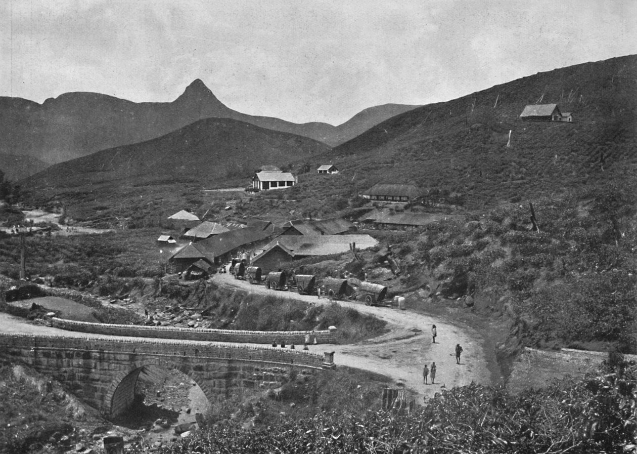Adamspik og Brownlow Tea Plantation, 1926 af Unbekannt
