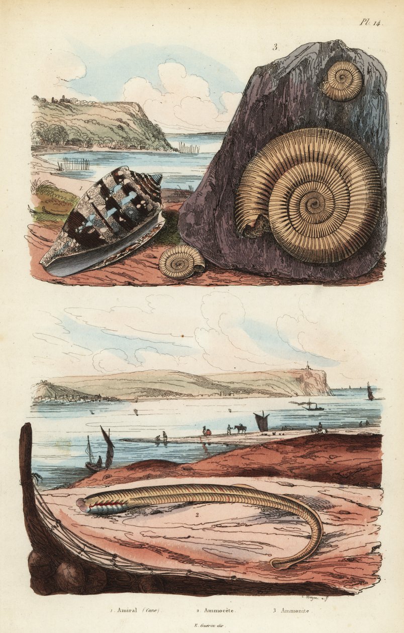 Admiralkegle, Conus ammiralis 1, ammocete eller larvestadium af lampret, Petromyzon marinus 2 og uddødt ammonitbløddyr fossil 3 af Unbekannt