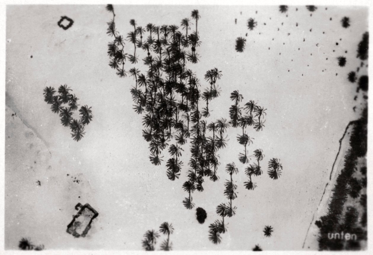 Luftfoto af palmeskygger i den arabiske ørken, fra en zeppelin, 1931 1933 af Unbekannt