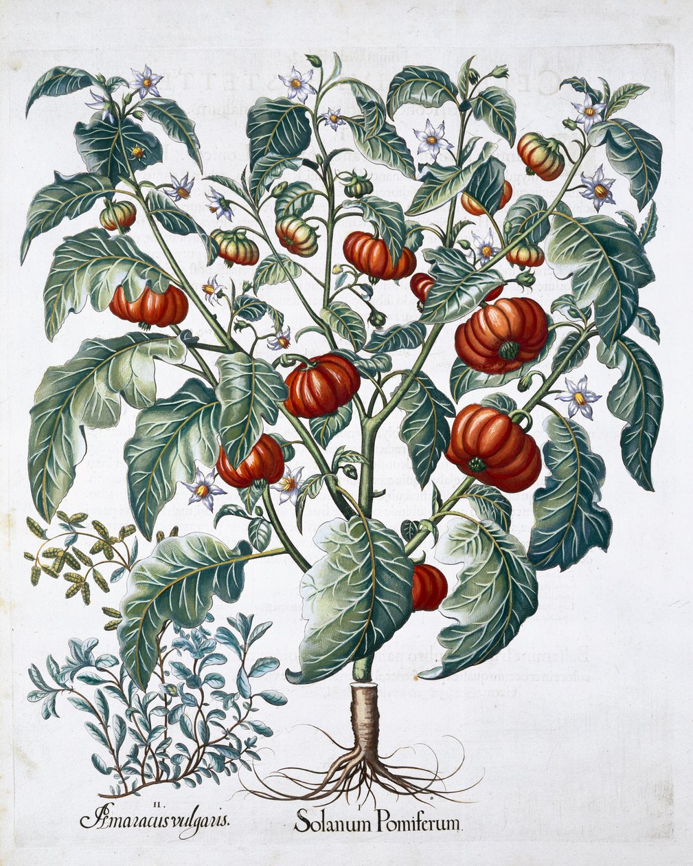 Afrikanske tomat- og merianplanter, 1613 af Unbekannt