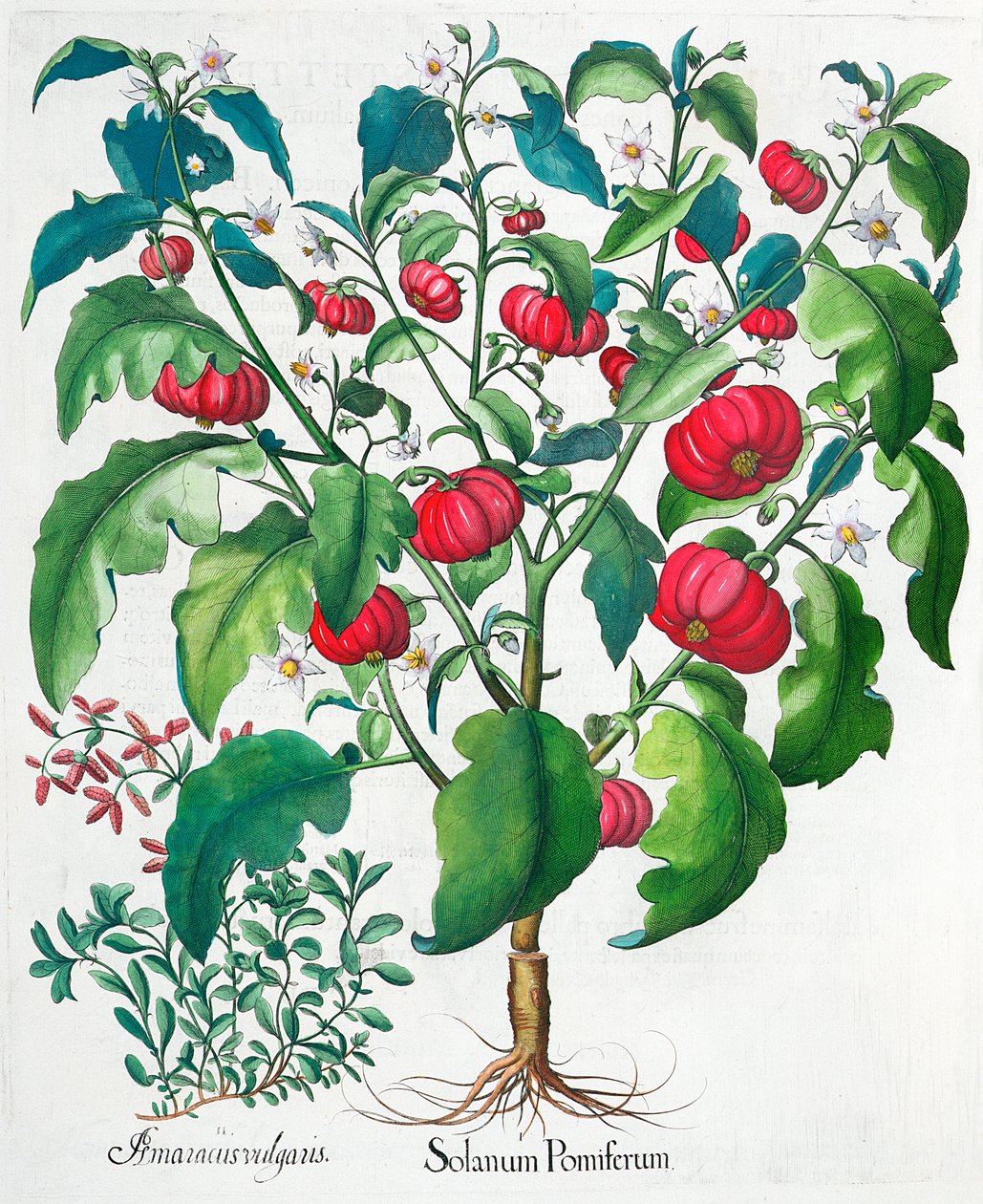 Afrikanske tomat- og merianplanter, 1613 af Unbekannt