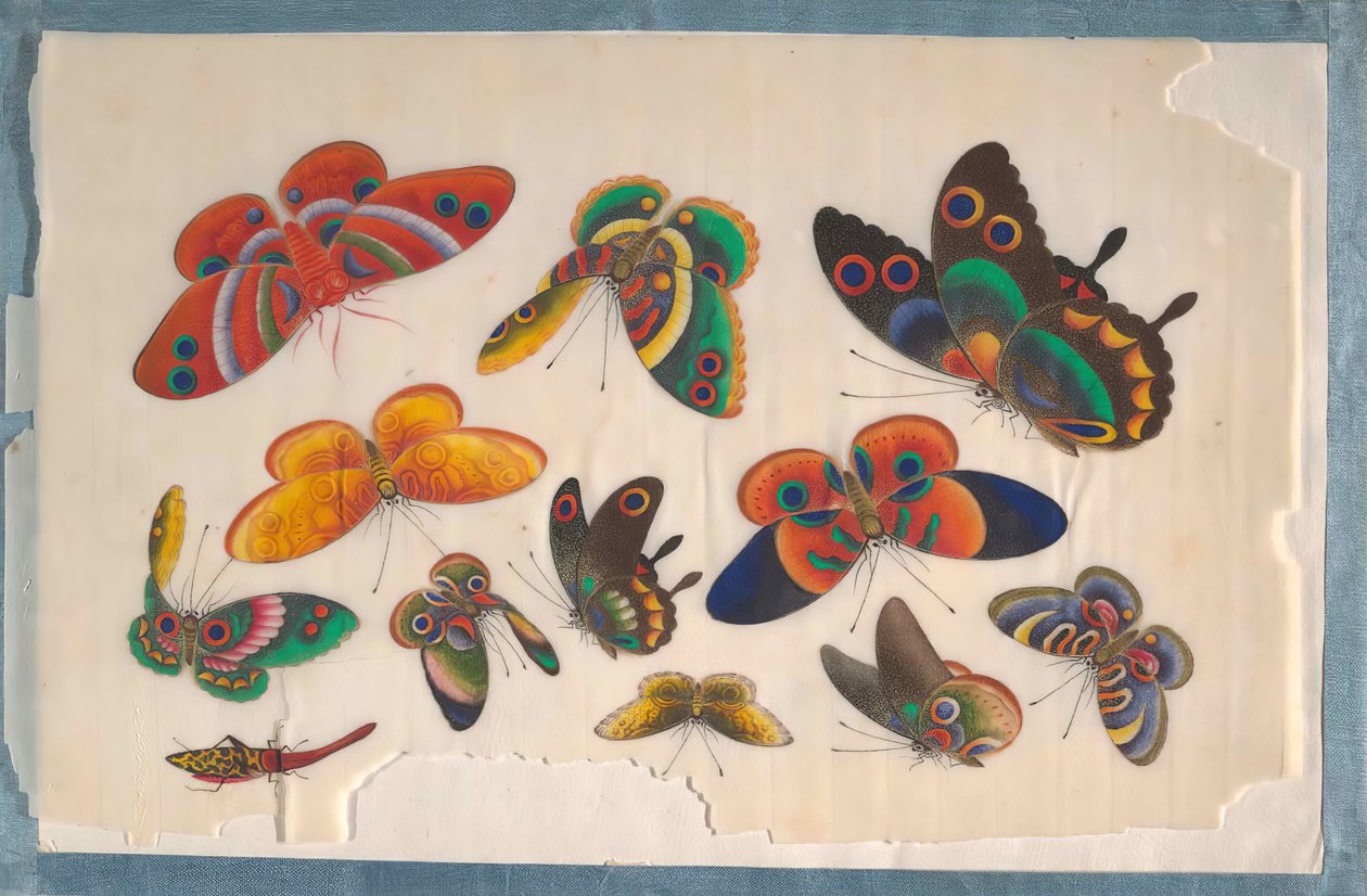 Album indeholdende tolv malerier af insekter, 1800-tallet. af Unbekannt