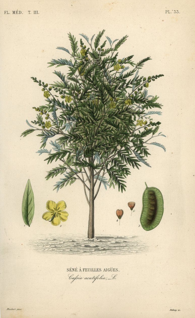 Alexandrian senna, Senna alexandrina, Cassia acutifolia, Senna a feuilles agues af Unbekannt