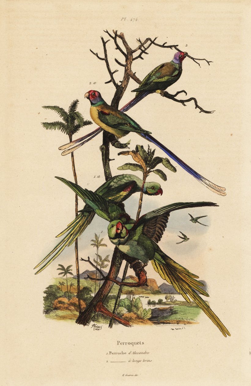 Alexandrinerparakit, Psittacula eupatria, og langhalet parakit, Psittacula longicauda af Unbekannt