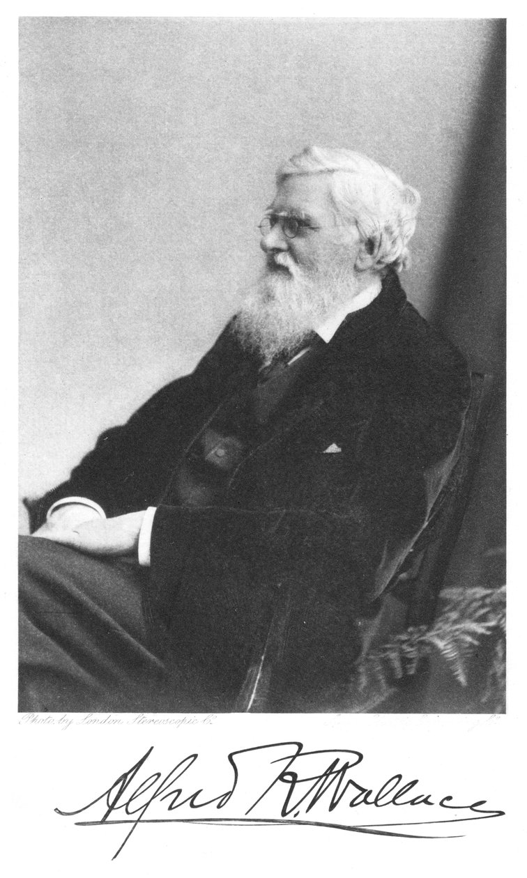 Alfred Russell Wallace, walisisk-født britisk naturforsker, c1900 af Unbekannt