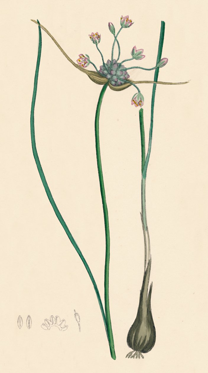 Allium oleraceum var. ægte. Mark hvidløg, var. a, 1800-tallet af Unbekannt