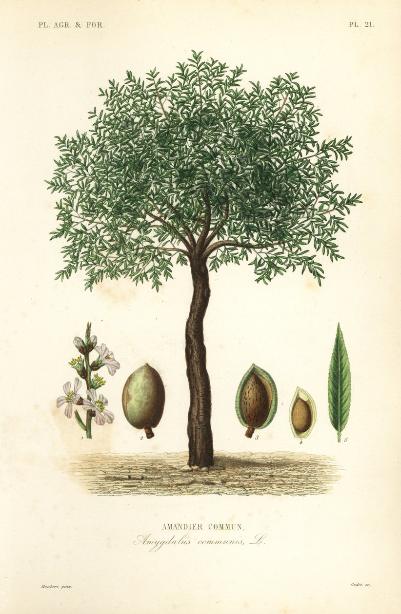 Mandeltræ, Prunus dulcis, Almindelig mandeltræ af Unbekannt
