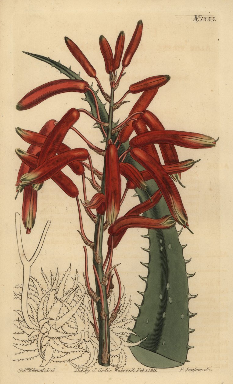 Aloe humilis (æblegrønbladede aloe, Aloe virens) af Unbekannt