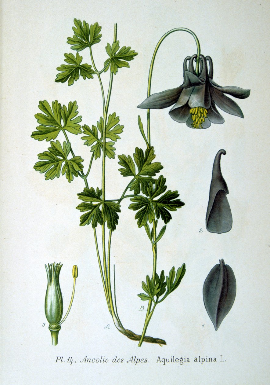 Alpine akeleje, 1893 af Unbekannt