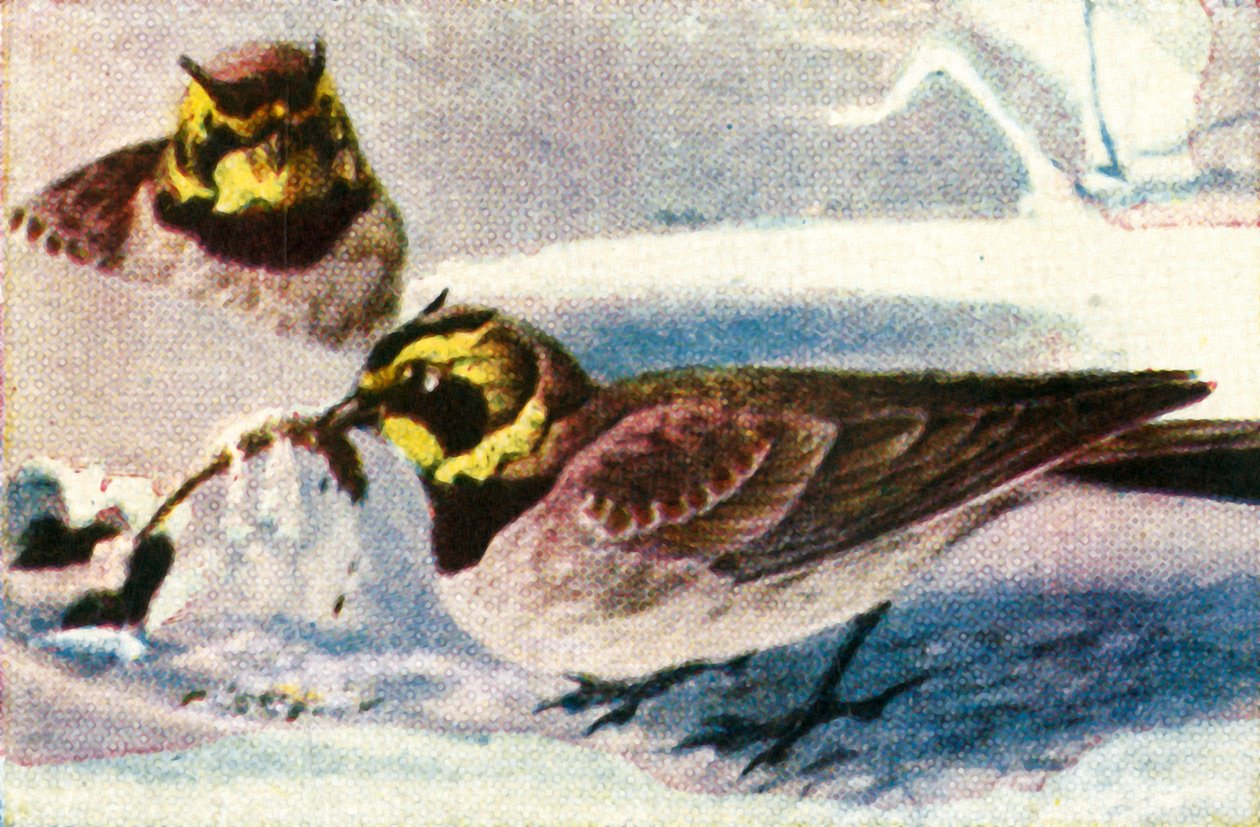 Alpelærker, c1928. af Unbekannt