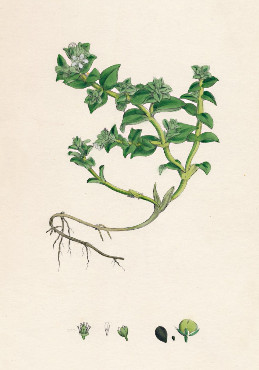 Alsine peploides. Havportulak, 1800-tallet af Unbekannt