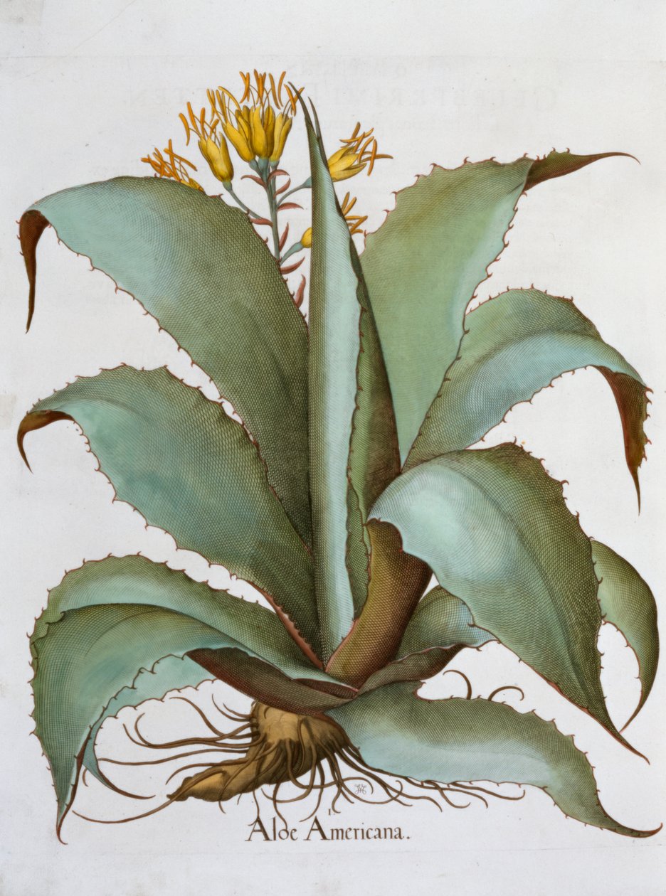 Amerikansk Aloe Aloe Americana, 1613 af Unbekannt