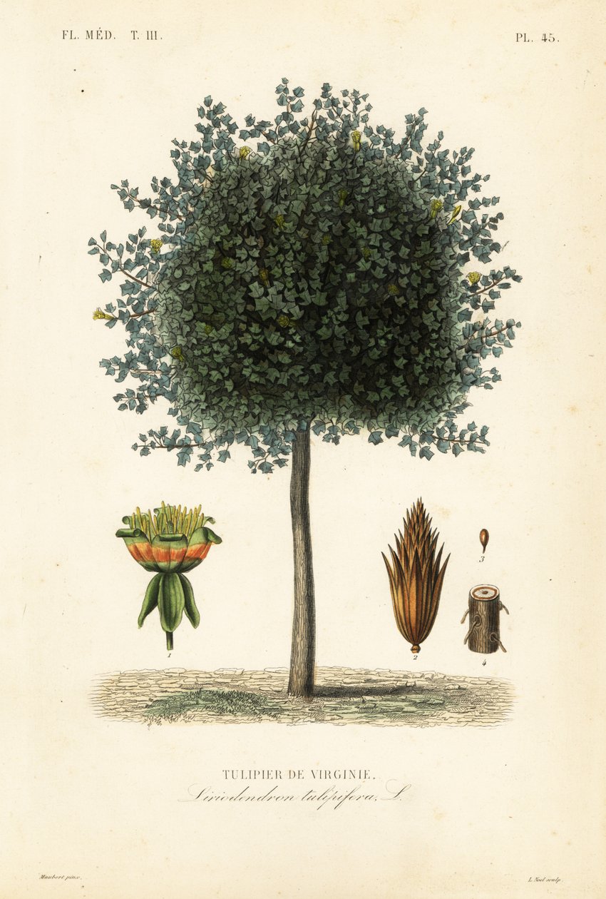 Amerikansk tulipantræ eller tulipanved, Liriodendron tulipifera, Tulipier de Virginie af Unbekannt
