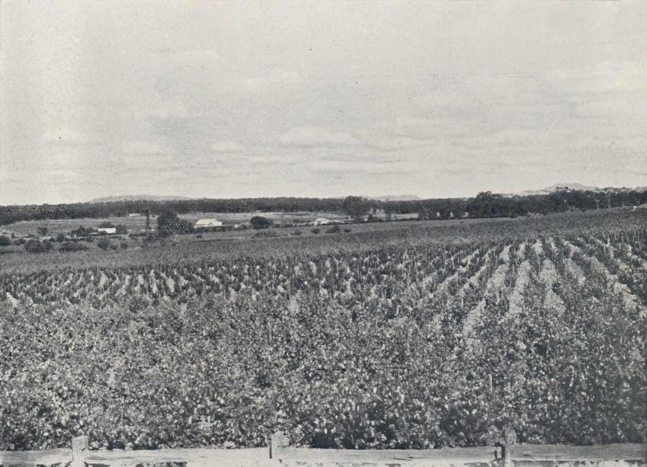 En australsk vingård, 1923. af Unbekannt