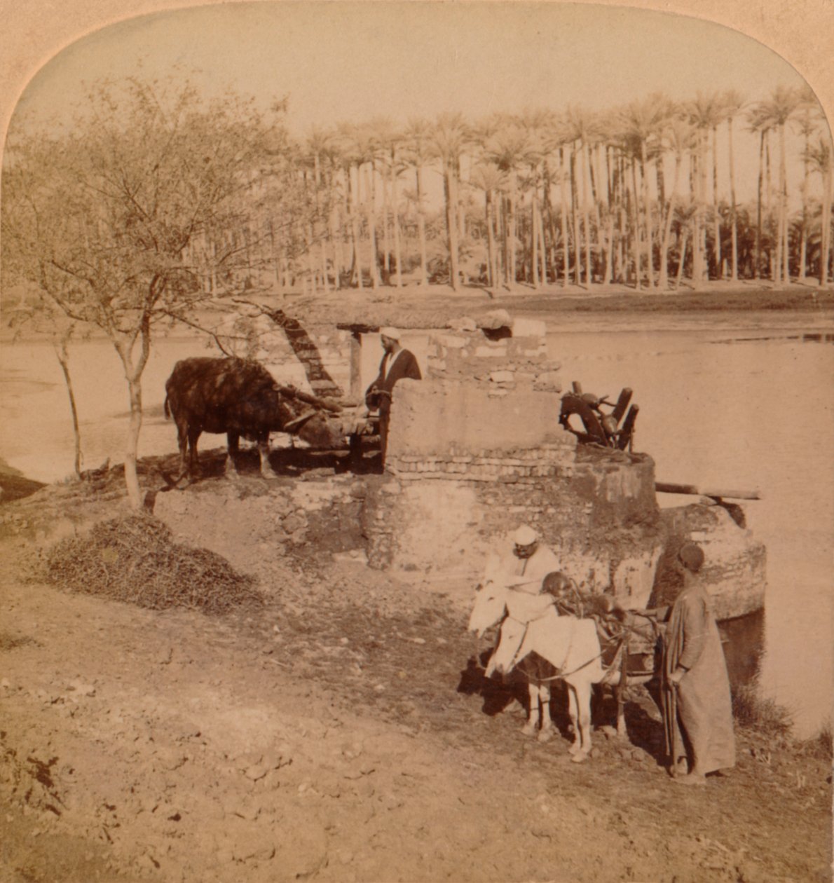 An Egyptian Sakiyeh, Drawing Nile Water for Irrigation, Egypten, 1896 af Unbekannt