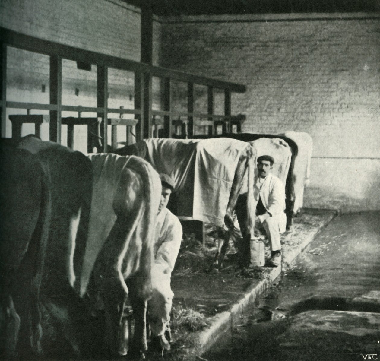 Et tidssvarende malkeskur på Walker-Gordon Farm, 1902. af Unbekannt