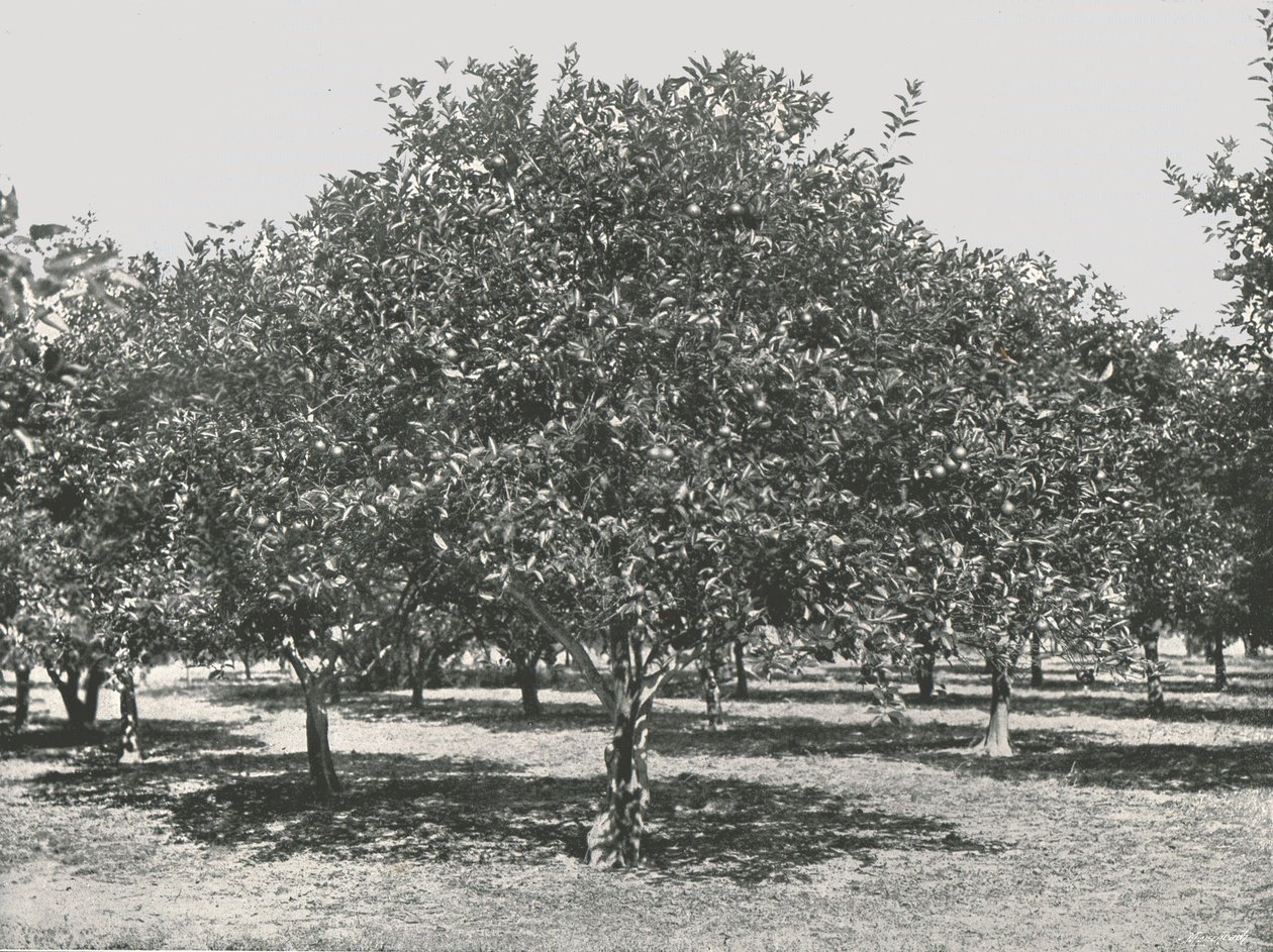 En appelsinlund nær byen, St. Augustine, USA, 1895. af Unbekannt