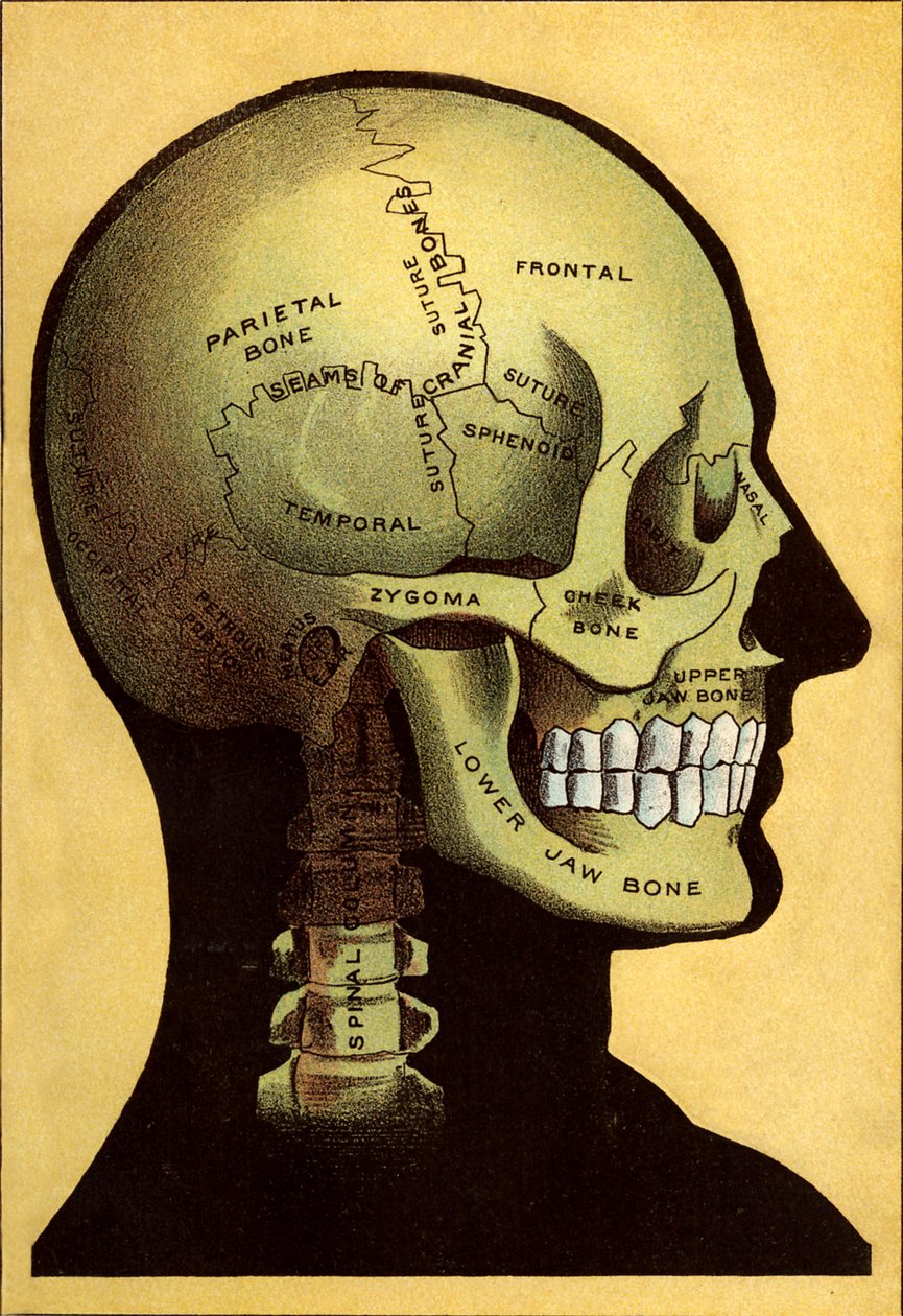 Anatomisk diagram, hovedet af Unbekannt